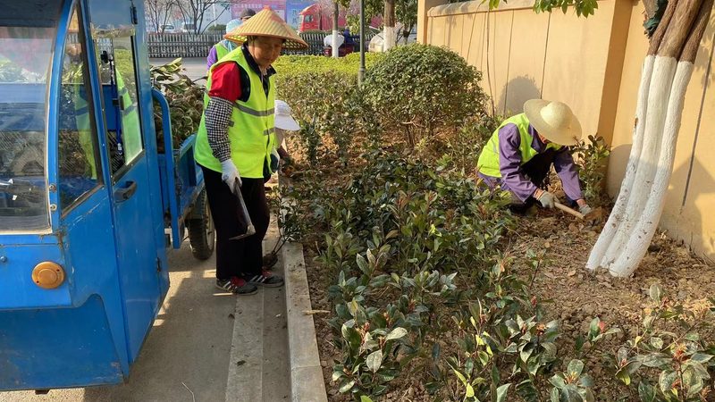 市政绿化病虫害防治流程：科学预防，守护绿色家园