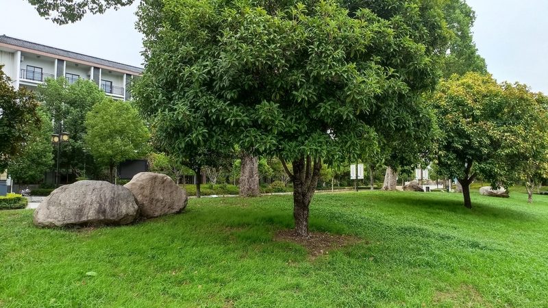 苗木种植成本控制的关键因素解析**